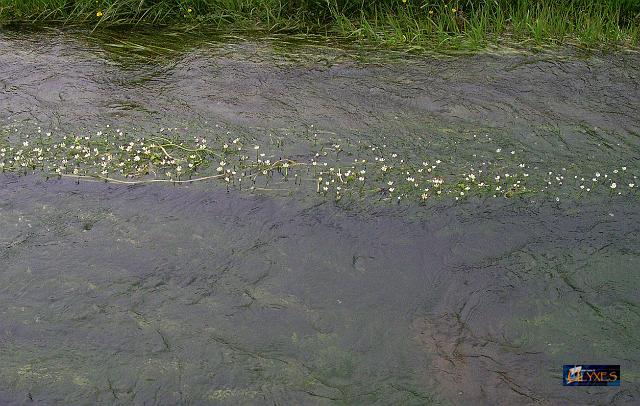 ranunculus penicillatus.JPG